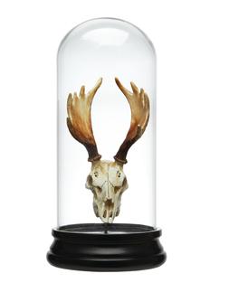 Glass Dome with Skull