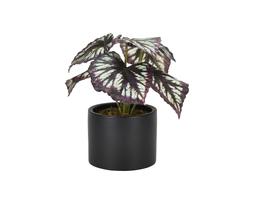 Homesense plant &pound;7.99