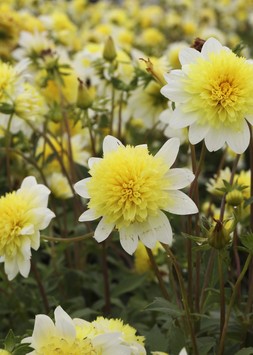 DAHLIA lifestyle