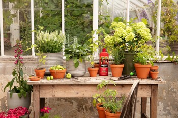 https://ww.prshots.co.uk/contents/archives/3552/1530/images/thumb350x287_auto/dobbies_garden_centres_summer-prestonhall-gyo-tomato-lifestyles__bb818_thumb.jpg
