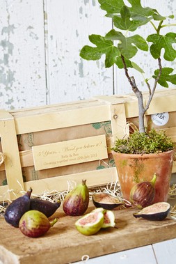 5th Wedding Anniversary Fig Tree Crate