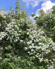https://ww.prshots.co.uk/contents/archives/4061/1655/images/thumb350x287_auto/the-gluttonous-gardener-d158b272-0772-40a3-bb4c-4ab43f30bbf4.jpe_71c8c_thumb.jpg