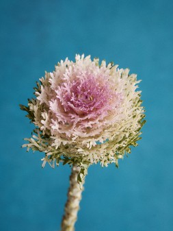 STILL LIFE 402