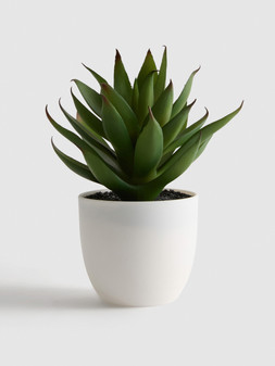 PRIMARK SMALL POTTED, £2.50, €4, RON20, PLN17, CZK105